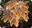 Stanhopea shuttleworthii